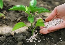 رشد حدود ۳۰ درصدی میزان تامین انواع کود یارانه‌ای در قم طی سال جاری